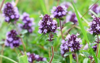 exercise naturopath montana 4 min