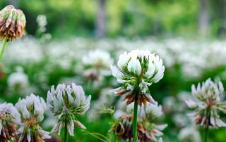 Free Lecture: Allergies, Eczema & Asthma- The Naturopathic Approach for Children 3 nature naturopath naturopathy min 1