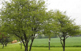 Your Heart: Cardiovascular Health & the Hawthorn Tree, by Joshua Phillips 5