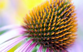 herbal cold prevention