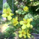 Mullein flowers by saiberiac is licensed under CC BY 2.0