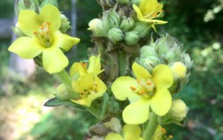 Mullein flowers by saiberiac is licensed under CC BY 2.0