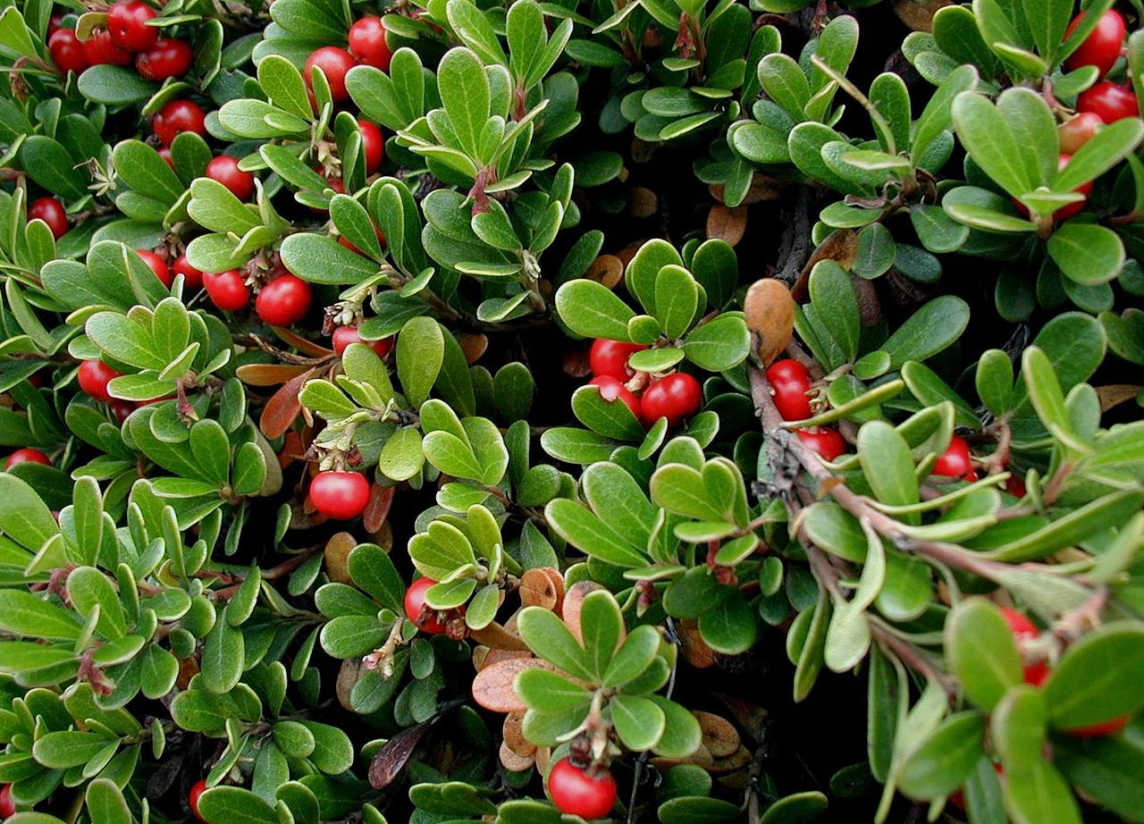 One of the biggest benefits of uva ursi is its truly amazing ability to fight off infections in the bladder and urinary tract.