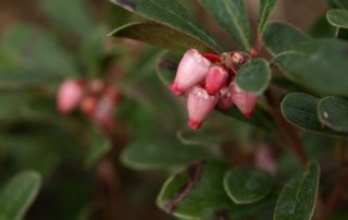 bearberry berry