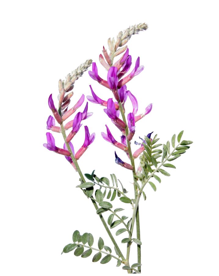 astragalus