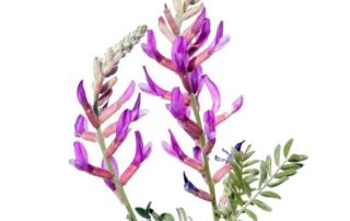 cropped astragalus