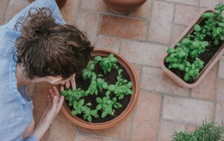 Beneficial Basil, For Health & Wellbeing 2 beneficial basil, health benefits of basil