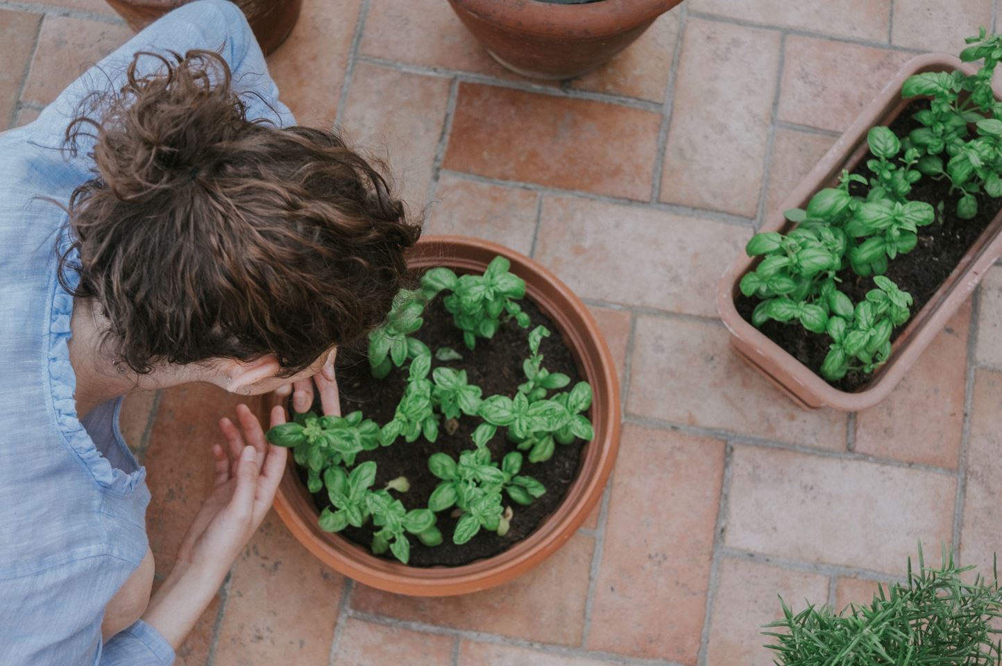 beneficial basil, health benefits of basil