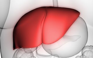 Get to Know Your Lovable Liver 2 Liver Organ