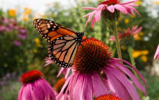 A number of studies show that echinacea is beneficial in bacterial and viral respiratory infections and may also reduce asthma symptoms.