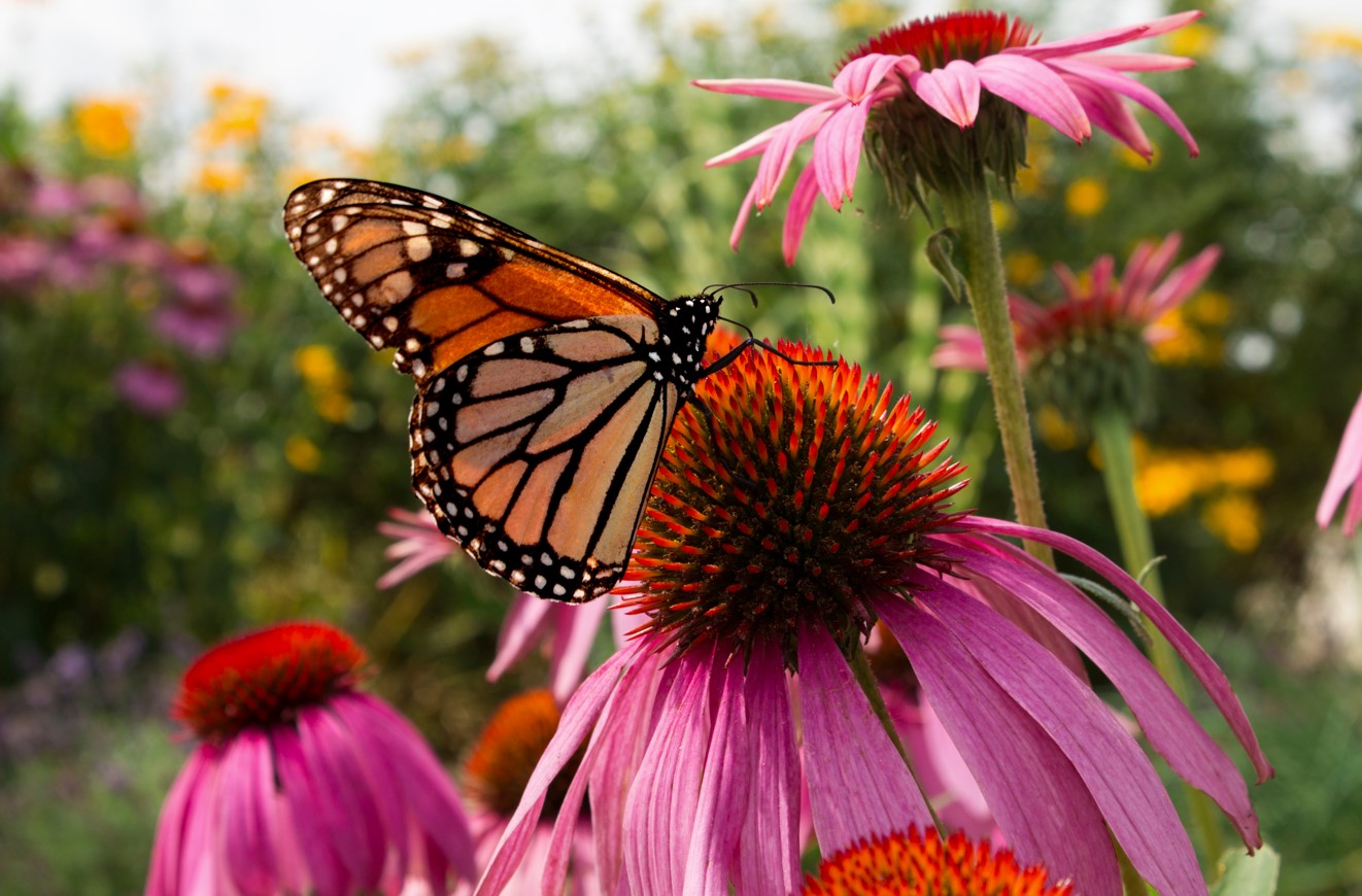 A number of studies show that echinacea is beneficial in bacterial and viral respiratory infections and may also reduce asthma symptoms.