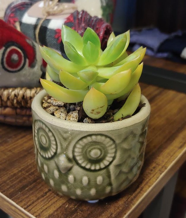 succulents succulents