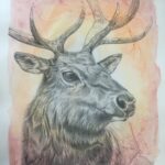 elk