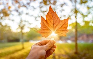 In Chinese medicine, health is not just the absence of disease but the smooth, dynamic flow of Qi — the life energy that animates body, mind, and spirit. When the seasons shift, our Qi naturally adjusts.